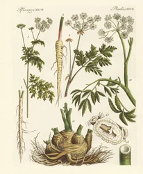 Giftige Duitse planten