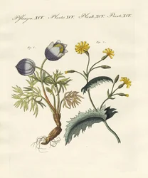 Giftige Duitse planten