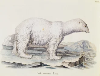 IJsbeer (Ursus maritimus), uit Zoogdieren geïllustreerd uit de natuur met beschrijvingen, door Johann Christian Daniel von Schreber (1739-1810), gravure door IC Bock naar tekening van Marechal, volume 3, tafel 141, Duitsland