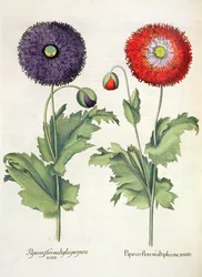Klaprozen: 1.Papaver flore multiplici incarnato; 2.Papaver flore multiplici purpurascente, uit de Hortus Eystettensis door Basil Besler (1561-1629), uitgegeven 1613