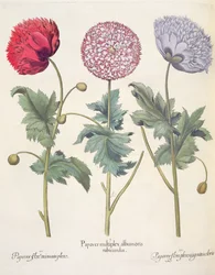 Klaprozen: 1.Papaver multiplex albumoris rubicundis; 2.Papaver flore miniato plens; 3.Papaver flore plensargentei coloris, uit de Hortus Eystettensis door Basil Besler (1561-1629), uitgegeven 1613