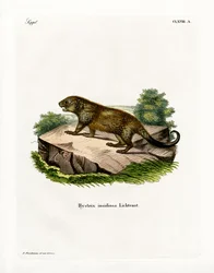 Stekelvarken