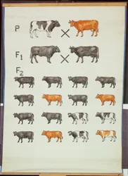 Poster die Mendels wet bij vee demonstreert