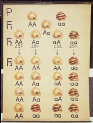 Poster van Cepea slakken