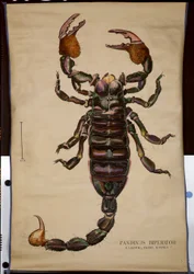 Poster van een Pandinus imperator