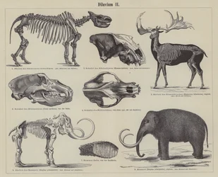Prehistorische dieren