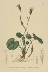 Paarse Hoefblad