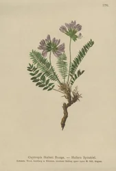 Paarse Oxytropis