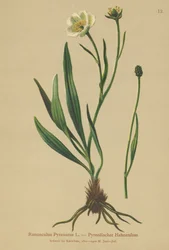 Pyrenese Boterbloem