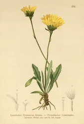 Pyrenese Havikskruid