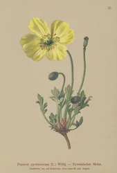 Pyrenese Papaver