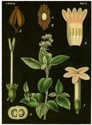 Kinaboom (Cinchona Calisaya)