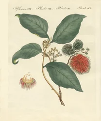 Ramboetanboom