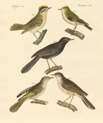 Zeldzame en mooie Europese en Duitse vogels