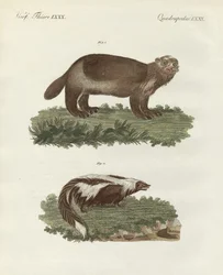 Zeldzame viervoetige dieren