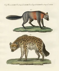 Zeldzame viervoetige dieren