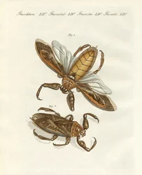 Zeldzame insecten