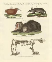 Zeldzame zoogdieren