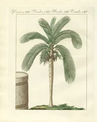 Zeldzame bomen