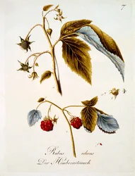 Framboos, illustratie uit een boek van Duitse wilde bloemen door Johann Daniel von Reitter, gepubliceerd ca. 1803-5