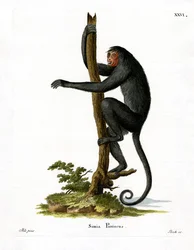 Roodwangslingeraap