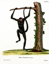 Roodwang Spinaap
