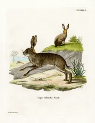 Roodnek Struikhaas