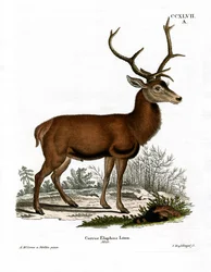 Edelhert