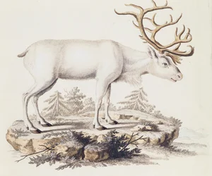 Rendier (Cervus tarandus), uit Zoogdieren geïllustreerd uit de natuur met beschrijvingen, door Johann Christian Daniel von Schreber (1739-1810), gravure door I Nufsbiegel, volume 5, tafel 248-C, Duitsland