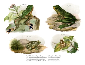 Reinwardts Vliegende Kikker