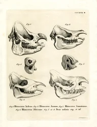 Neushoorn Schedels