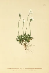 Rotsjasmijn (Androsace obtusifolia)