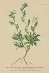 Muurpeper