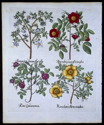 Rozen, plaat 98 uit Hortus Eystettensis door Basil Besler (1561-1629) gepubliceerd in 1613