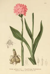 Rondkoppige Orchidee (Orchis globosa, Traunsteinera globosa)