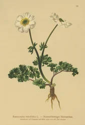 Ruebladige Boterbloem (Ranunculus rutaefolius)