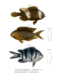 Zadelrug Anemoonvis