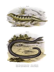 Zandvis skink