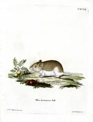 Zandmolrat