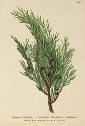 Savin Jeneverbes (Juniperus Sabina)
