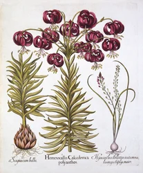 Rode Turkse Lelie en Scilla Autumnalis, uit Hortus Eystettensis, door Basil Besler, 1613