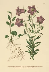 Scheuchzers Klokjesbloem