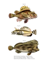 Schorpioenvis
