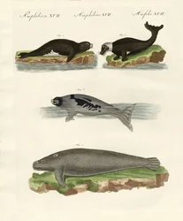 Zeehonden en walrussen