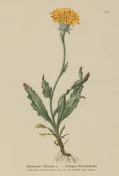 Ruig havikskruid (Hieracium villosum)