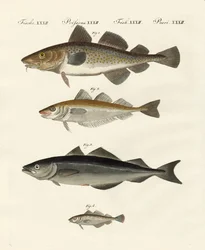 Schaaldieren