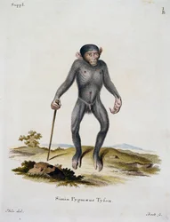 Simia pygmaeus, uit Zoogdieren geïllustreerd uit de natuur met beschrijvingen, door Johann Christian Daniel von Schreber (1739-1810), gravure door IC Bock, Duitsland
