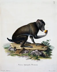 Simia sphingiola, uit Mammals illustrated from Nature with descriptions, gravure door IC Bock