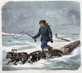 Sledehond in de sneeuw van Amerika. In 