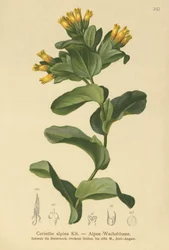 Gladde Honingkruid